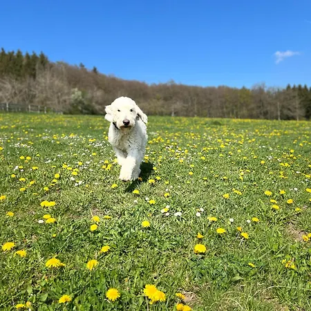 Landgut Pfauenhof - Landleben Geniessen Auf Dem Bio-reiterhof In Der Vulkaneifel Bauernhof Utzerath