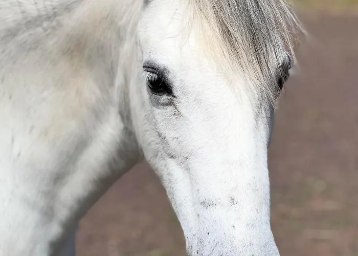 Landgut Pfauenhof - Landleben Geniessen Auf Dem Bio-reiterhof In Der Vulkaneifel