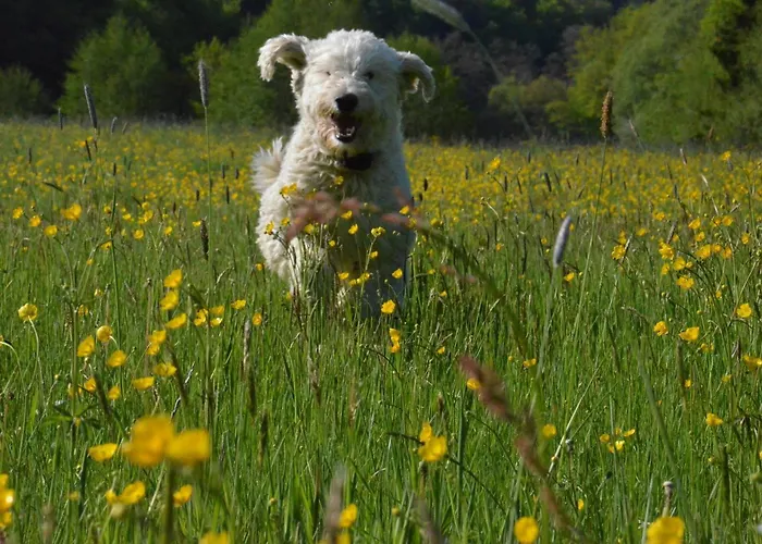 בית חווה Landgut Pfauenhof - Landleben Geniessen Auf Dem Bio-reiterhof In Der Vulkaneifel
