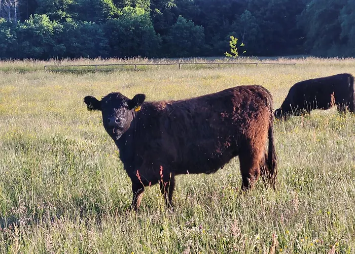 בית חווה Landgut Pfauenhof - Landleben Geniessen Auf Dem Bio-reiterhof In Der Vulkaneifel *